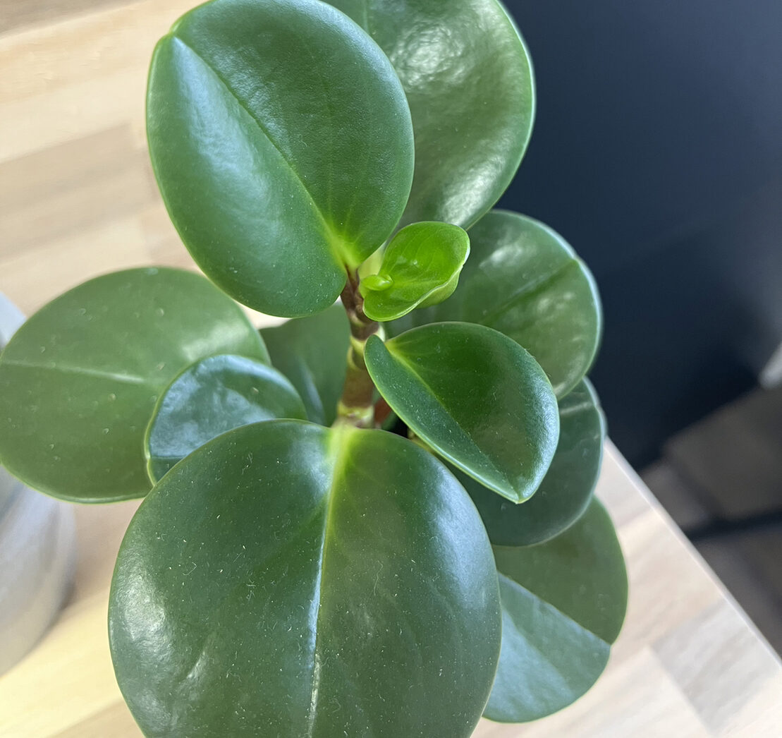 新芽が出てきました！｜土浦 注文住宅